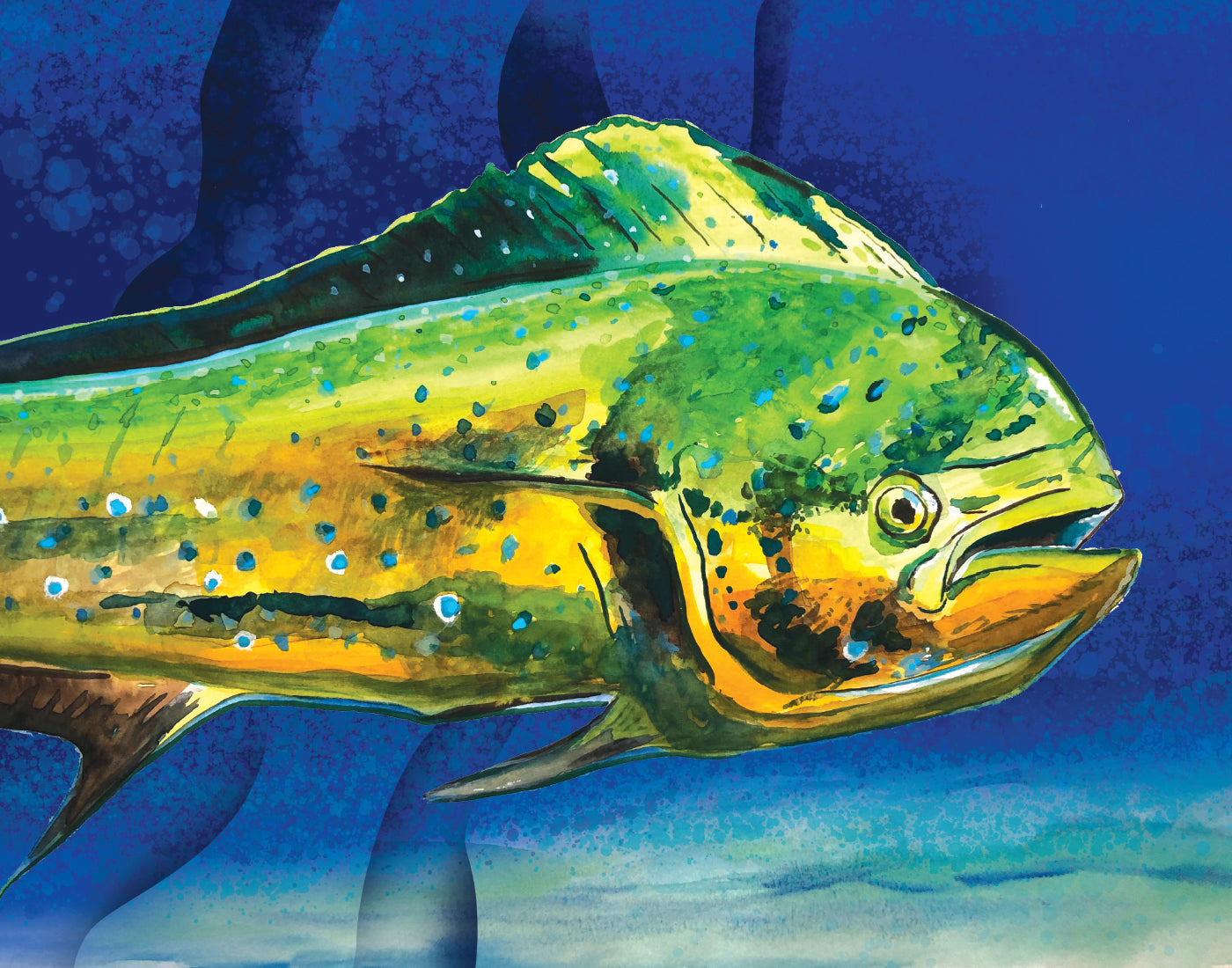 Print: (11x14") "Mahi Mahi"