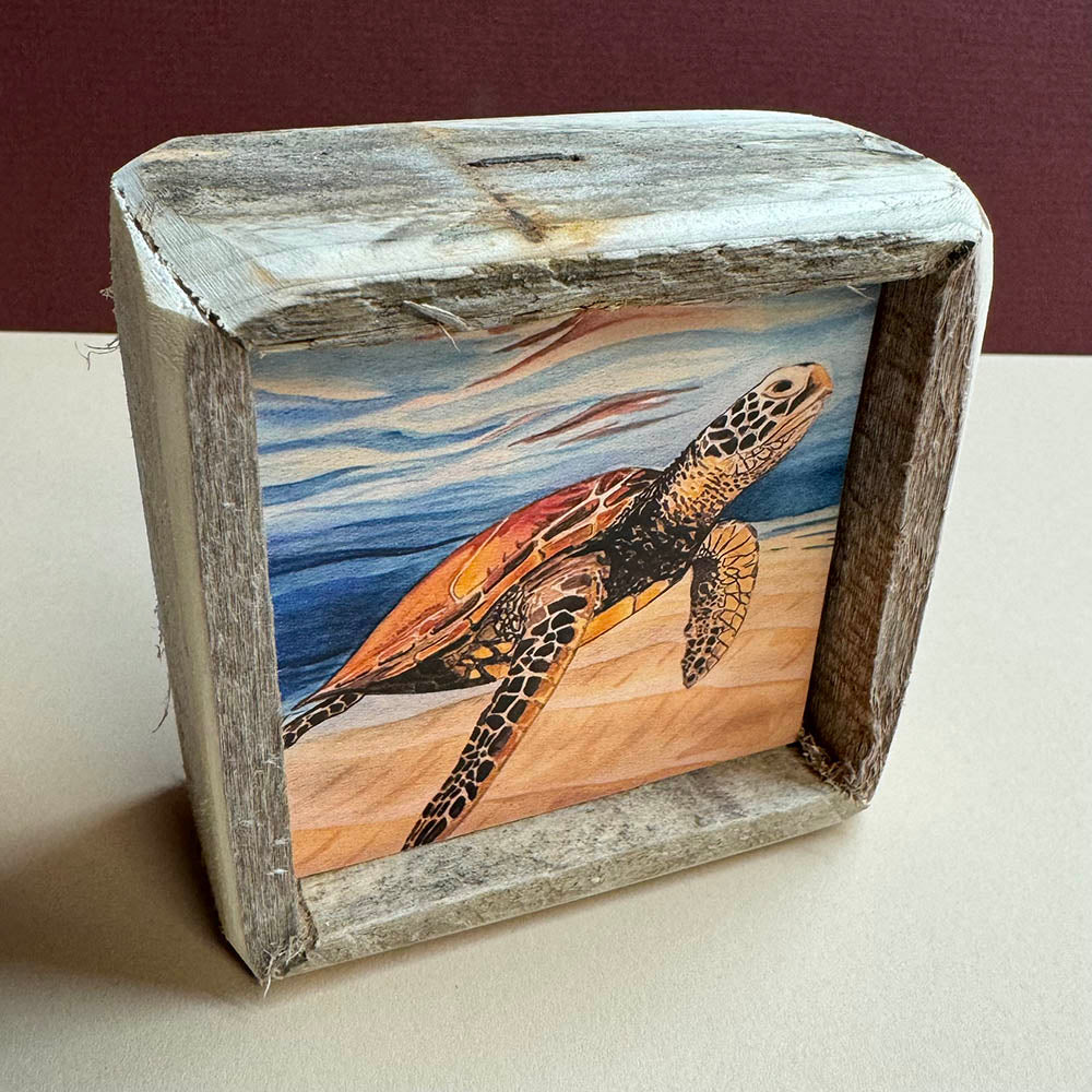 Box Frame Mini - Small "Turtle In Clear Water"
