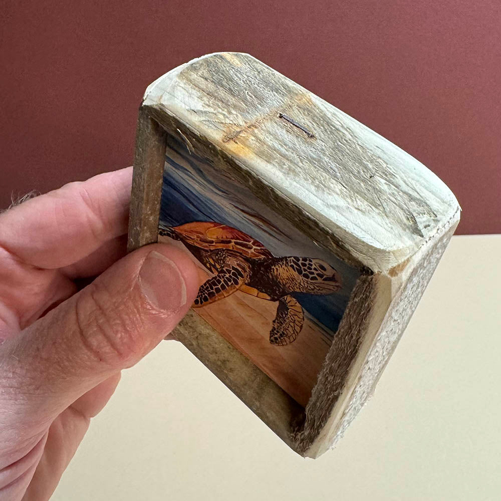 Box Frame Mini - Small "Turtle In Clear Water"