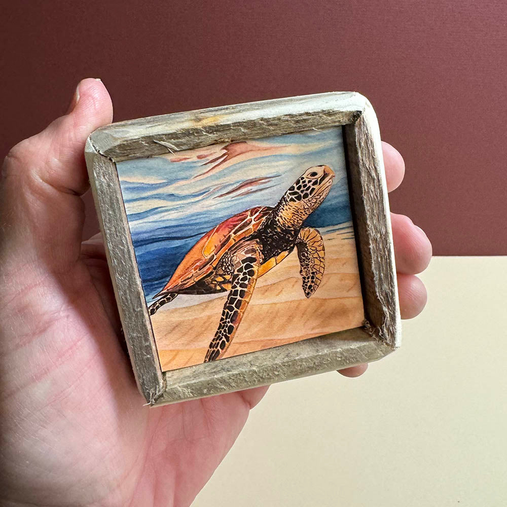 Box Frame Mini - Small "Turtle In Clear Water"