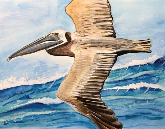 Print: (11x14") "Pelican Wings"