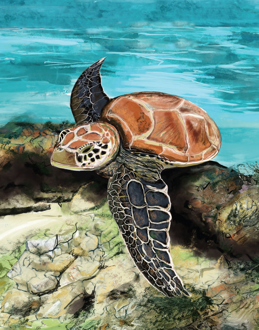 Print: (11x14") "Turtle Over Reef"