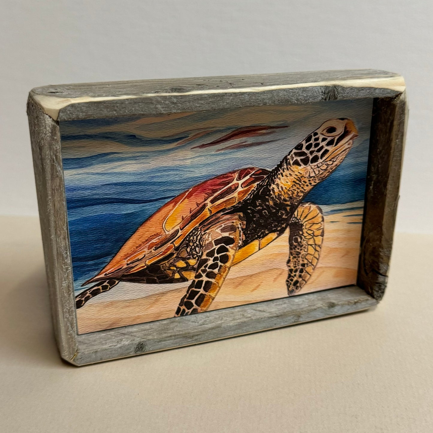 Box Frame Mini - Medium "Turtle in Clear Water"