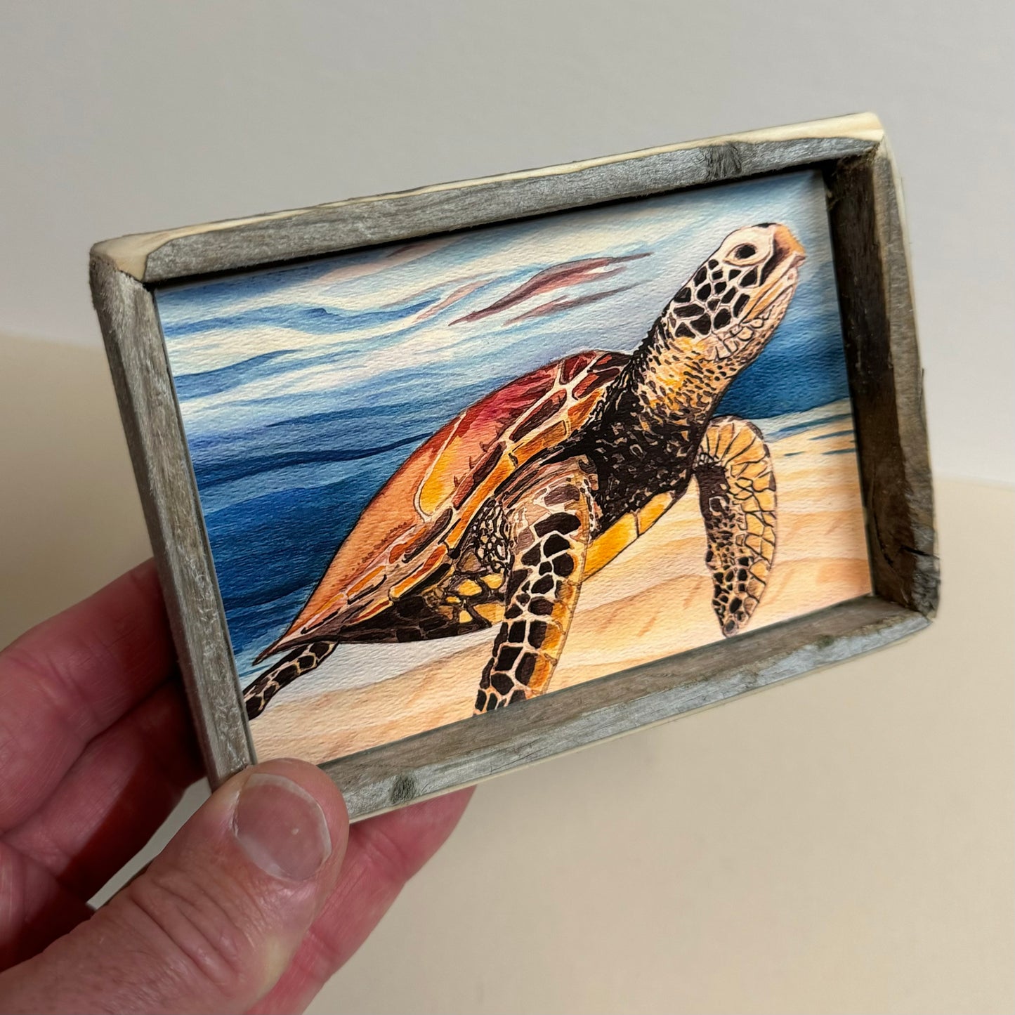 Box Frame Mini - Medium "Turtle in Clear Water"