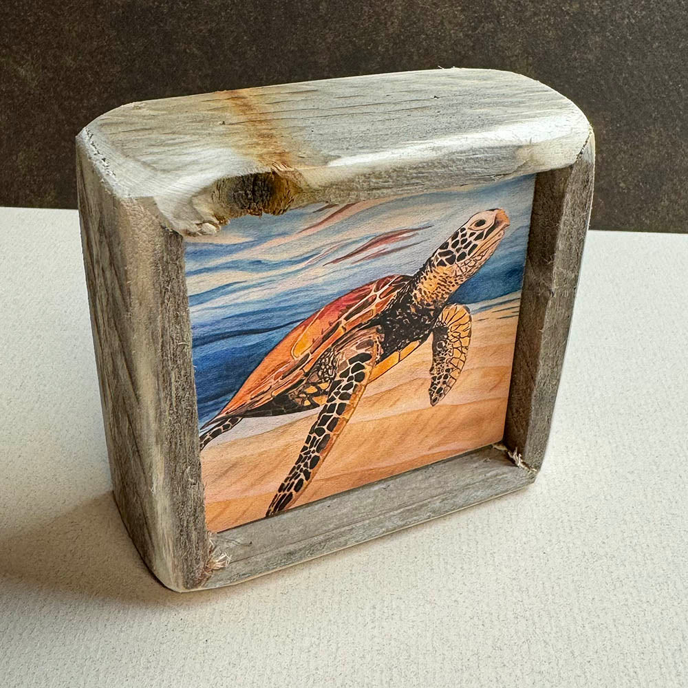 Box Frame Mini - Small "Turtle In Clear Water"