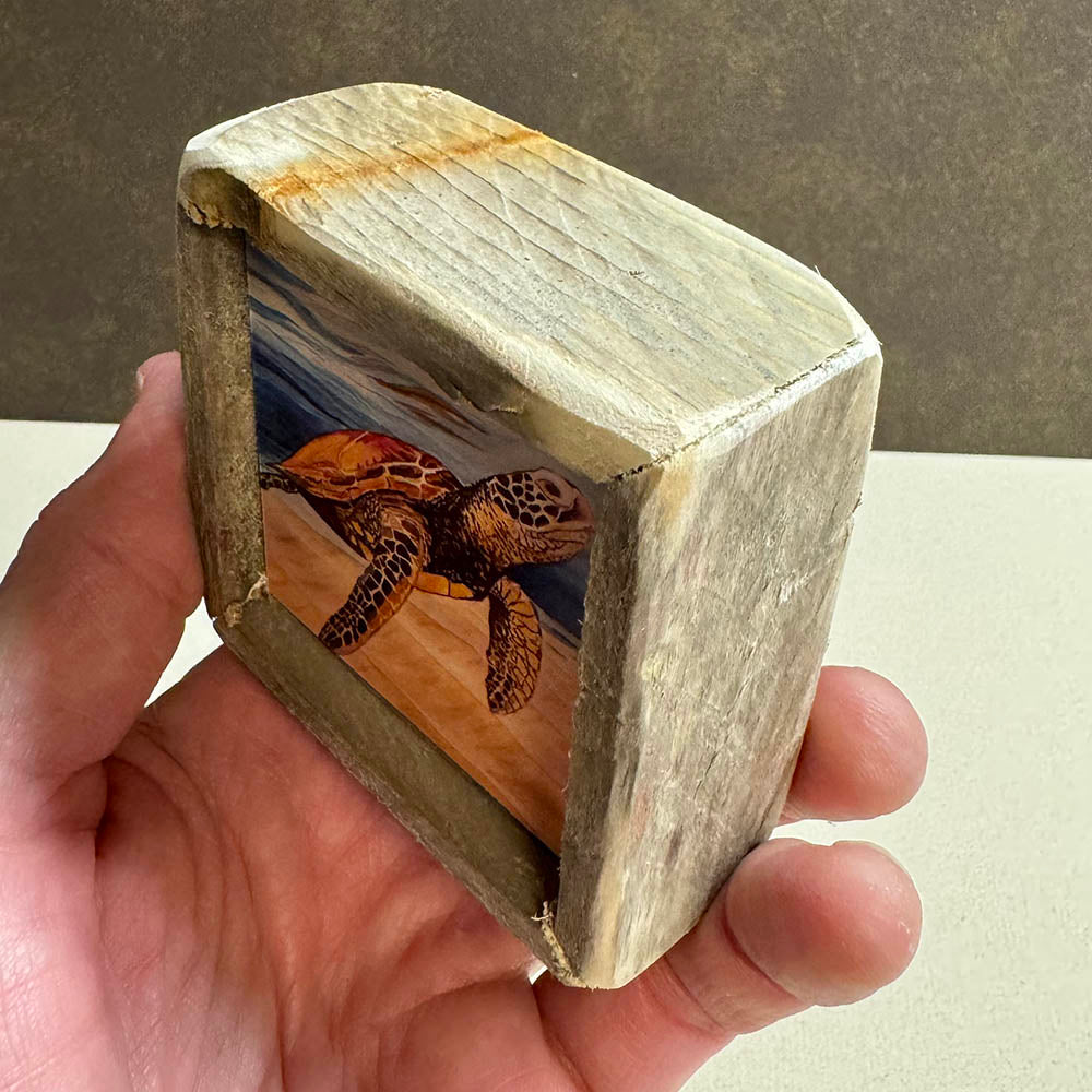 Box Frame Mini - Small "Turtle In Clear Water"