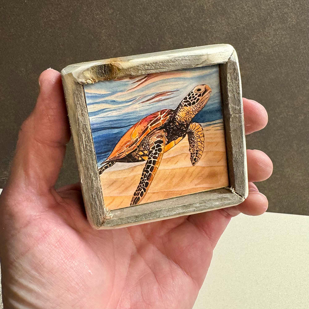 Box Frame Mini - Small "Turtle In Clear Water"