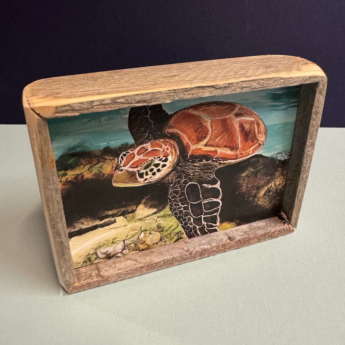 Box Frame Mini - Medium "Turtle Over Reef"